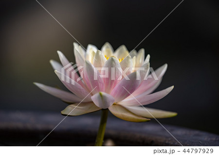白い睡蓮の花 44797929