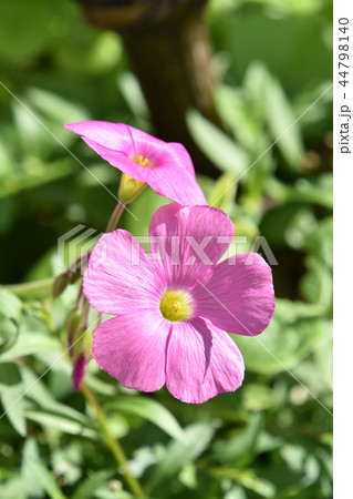 オキザリス・ボーウィー 44798140