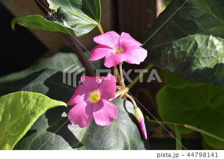 オキザリス・ボーウィー 44798141