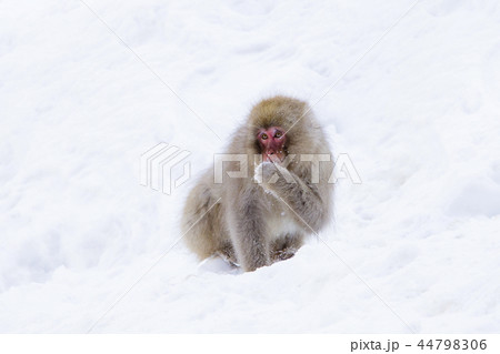 地獄谷野猿公苑 雪を食べる子猿の写真素材 [44798306] - PIXTA