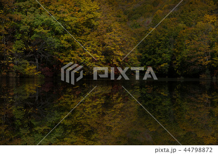 曲沢沼　紅葉 44798872