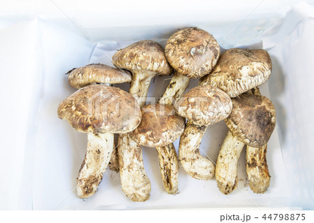 松茸 茶色 ダークブラウン 44798875