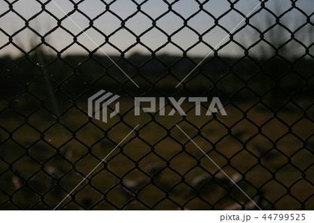 fance mesh macro photo 44799525