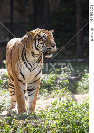 Indochinese tiger (Panthera tigris corbetti). 44799628