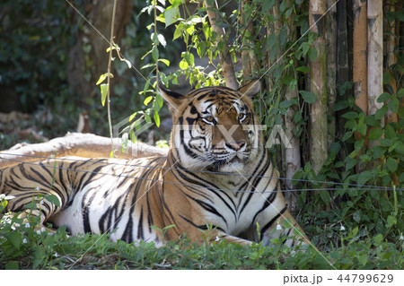 Indochinese tiger (Panthera tigris corbetti). 44799629