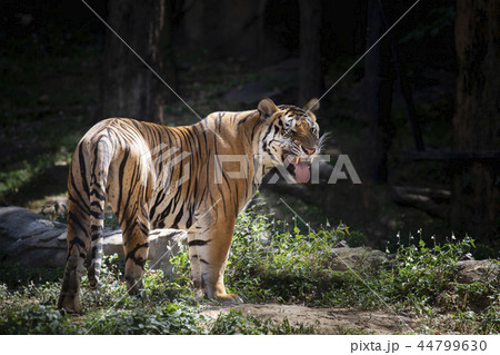 Indochinese tiger (Panthera tigris corbetti). 44799630