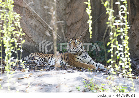 Indochinese tiger (Panthera tigris corbetti). 44799631