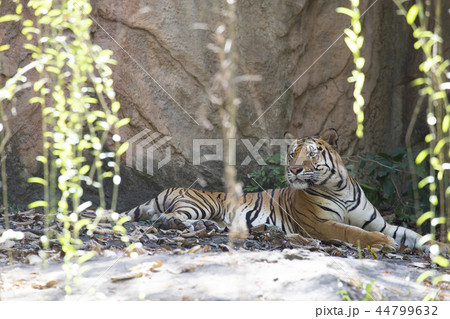 Indochinese tiger (Panthera tigris corbetti). 44799632