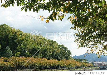 金山川のほとり 金山川のほとり 44799844