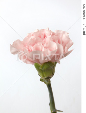 カーネーション ピンク 花 44800709