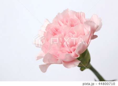 カーネーション ピンク 花 44800710