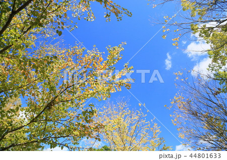 カツラ黄葉 44801633