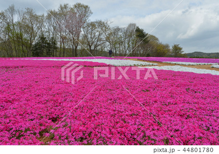 花夢の里の芝桜とネモフィラの写真素材