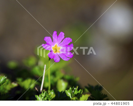 ハクサンコザクラ(白山小桜) ハクサンコザクラ(白山小桜) 44801905
