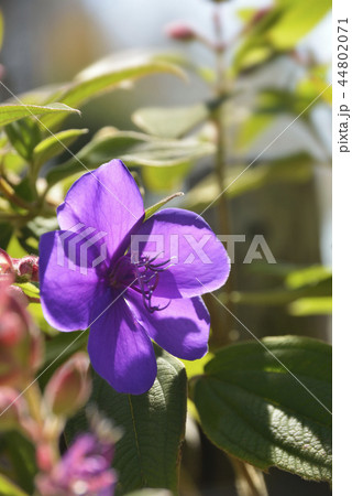 紫のシコンノボタン 紫のシコンノボタン 44802071