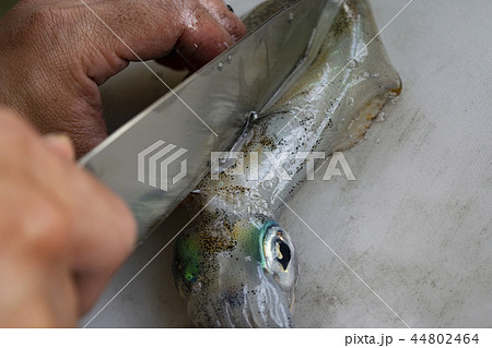 アオリイカ　調理 44802464