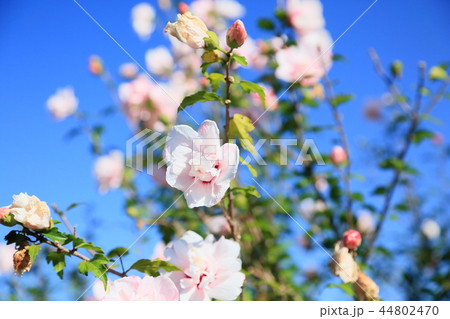 フヨウの花 44802470