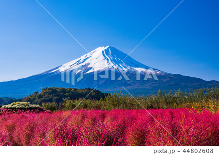 山梨県 河口湖大石公園 コキアと富士山の写真素材