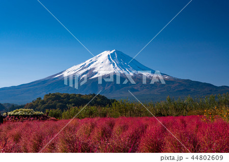 山梨県 河口湖大石公園 コキアと富士山の写真素材