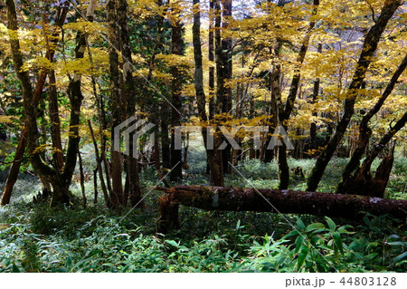 秋の大台ケ原（奈良県吉野郡上北山村） 44803128