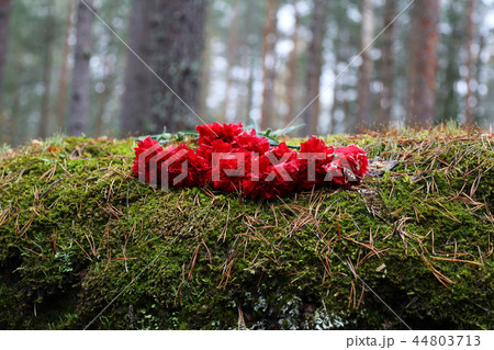 Red carnations and moss Red carnations and moss 44803713