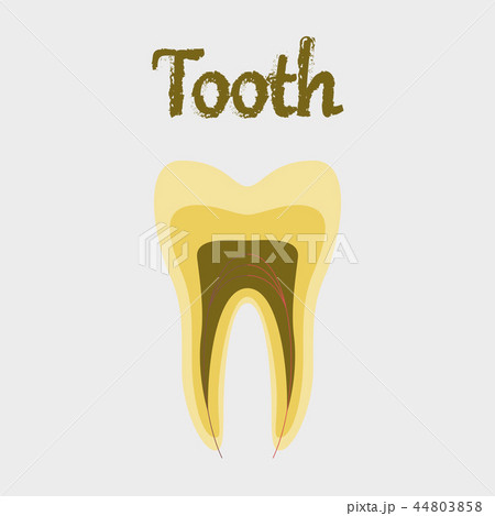 human organ icon in flat style tooth human organ icon in flat style tooth 44803858