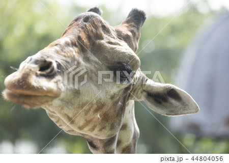 animal, giraffe 44804056