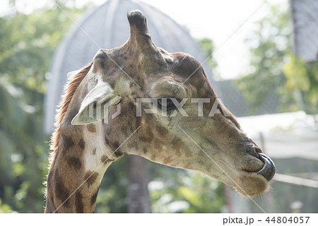 animal, giraffe animal, giraffe 44804057