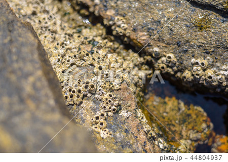 Shells stuck on rock 44804937