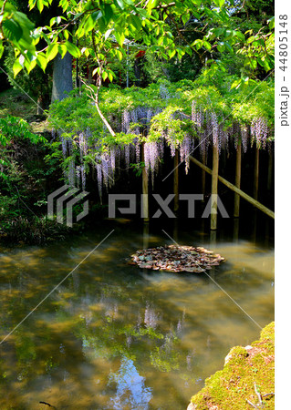 伊勢・朝熊岳金剛證寺・初夏の眺め、境内の池と、見事な藤の木（４） 44805148