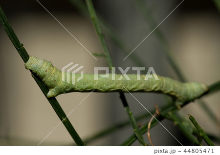 ヨモギエダシャクの幼虫（後ろ足） 44805471