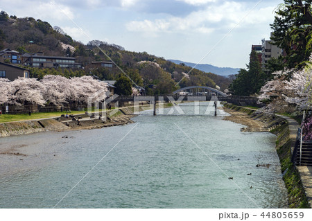 金沢の春　浅野川の桜 44805659