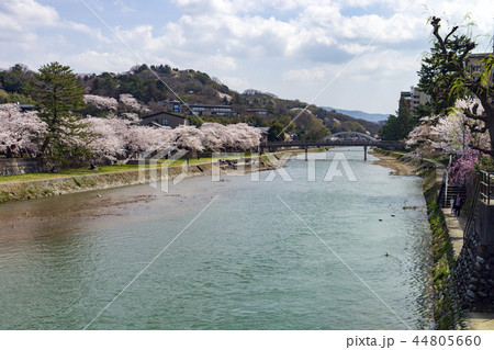 金沢の春　浅野川の桜 44805660