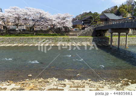 金沢の春　浅野川の桜 44805661