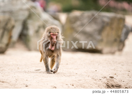 an Beautiful baboon 44805873