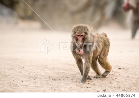 an Beautiful baboon 44805874