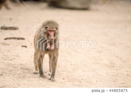 an Beautiful baboon 44805875