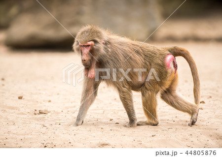 an Beautiful baboon 44805876
