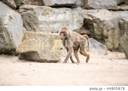 an Beautiful baboon 44805878