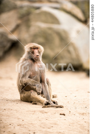 an Beautiful baboon an Beautiful baboon 44805880