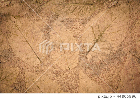 leaves texture background leaves texture background 44805996