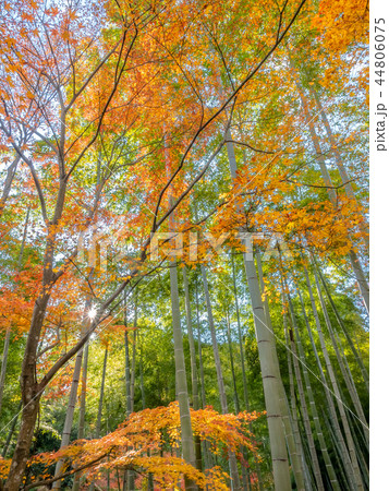 Colorful leaves in forest in Japan autumn 44806075
