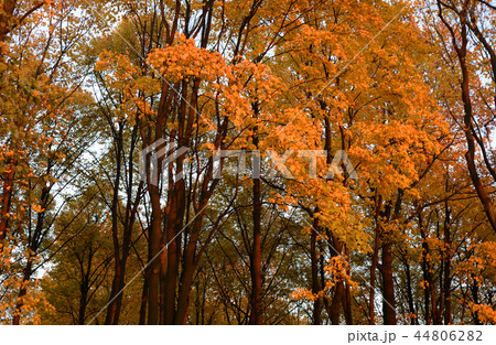 Trees at autumn at sunny evening, Russia. 44806282