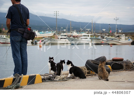 秋田県　にかほ市　象潟漁港の野良猫の生活 44806307