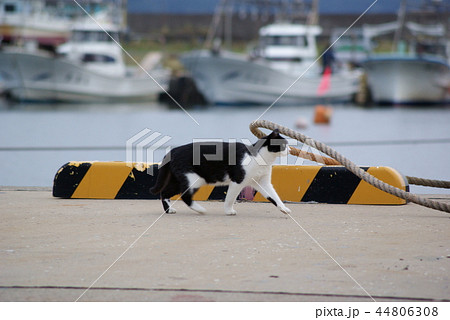 秋田県　にかほ市　象潟漁港の野良猫の生活 44806308