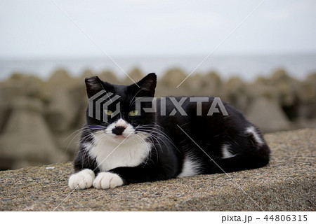 秋田県 にかほ市 象潟漁港の野良猫の生活 秋田県 にかほ市 象潟漁港の野良猫の生活 44806315