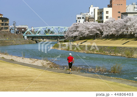 金沢の春 犀川のお花見 金沢の春 犀川のお花見 44806403