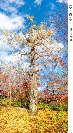 Tall leafless tree in autumn season 44806533