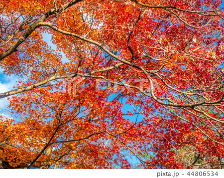 Colorful leaves in forest in Japan autumn 44806534