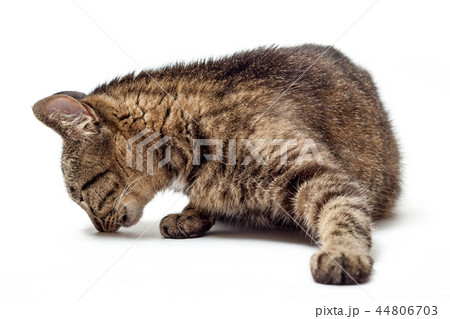 Cat sniffs on a white background 44806703